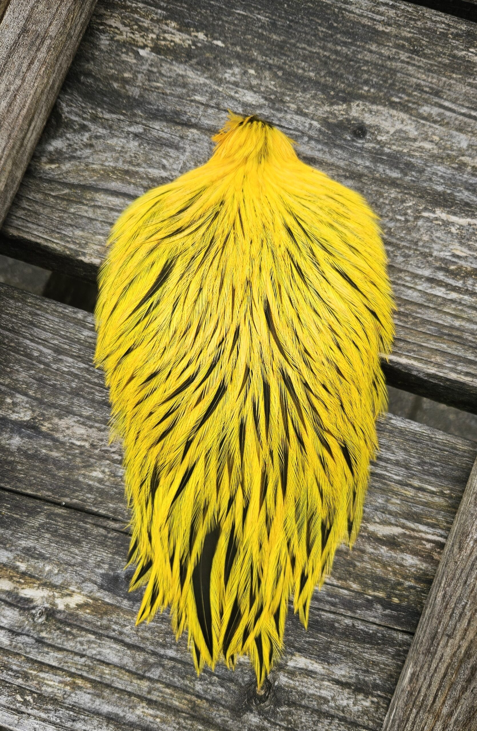 Signature Rooster Cape Sunburst Yellow Badger