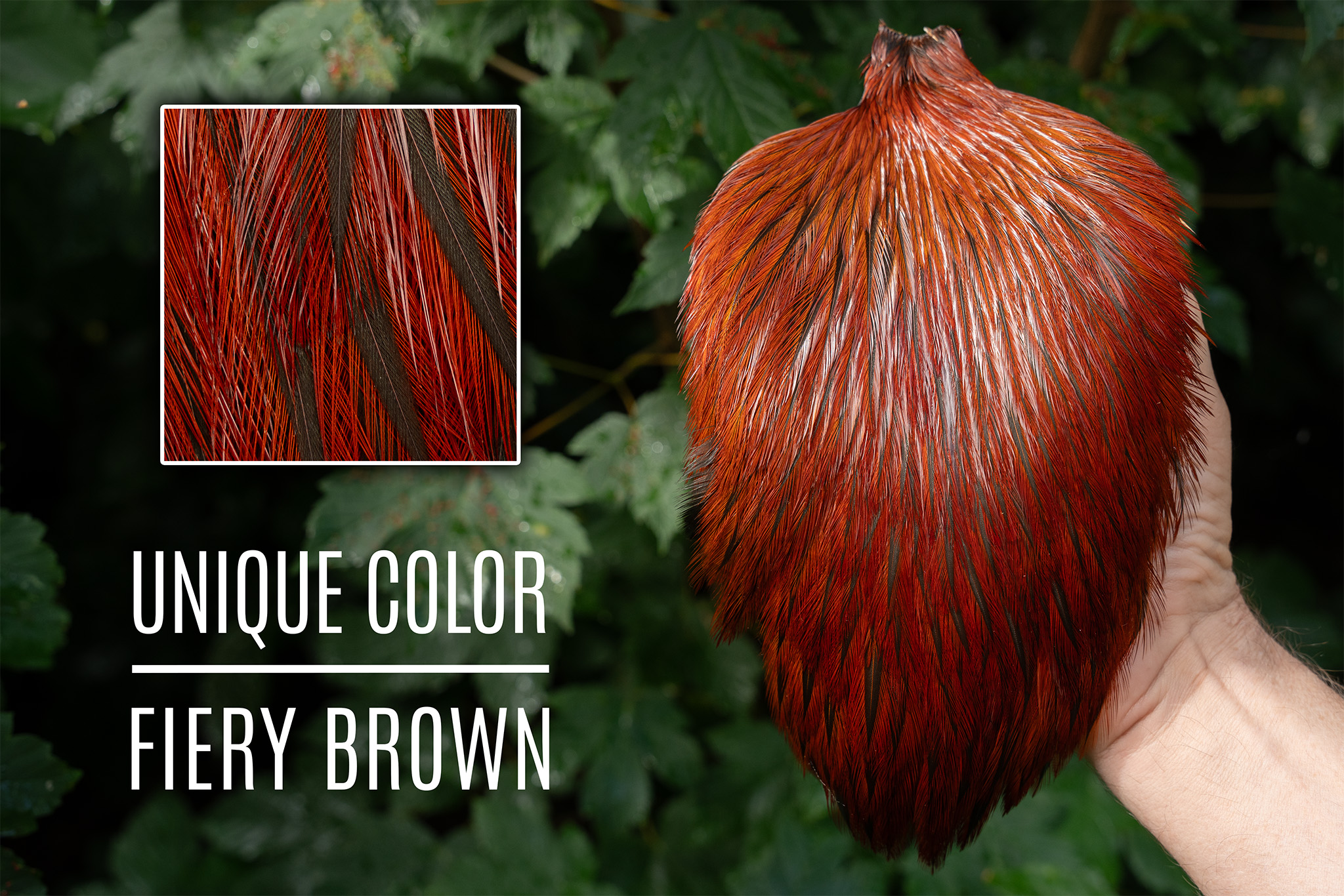 Signature Rooster Cape Badger Fiery Brown