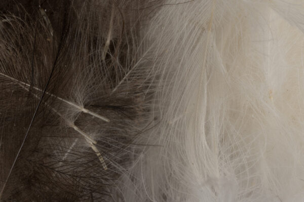 CDC Feathers