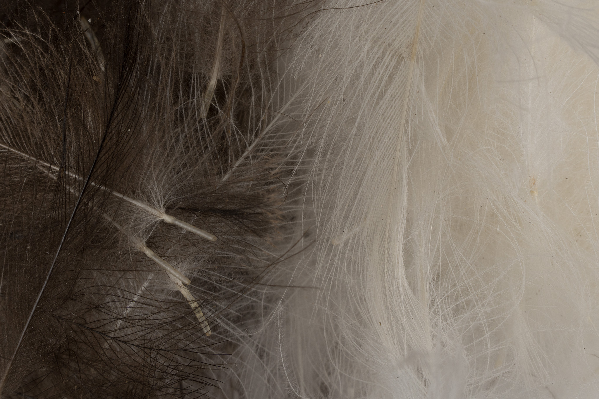 CDC Feathers
